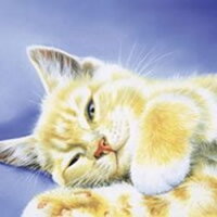 serviette papier chaton dormir câlin ronron douceur