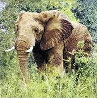 serviette en papier photo éléphant savane famille nature
