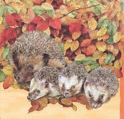 ANI234 FAMILY OF HEDGEHOGS