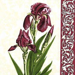 NAT148 RASPBERRY IRIS